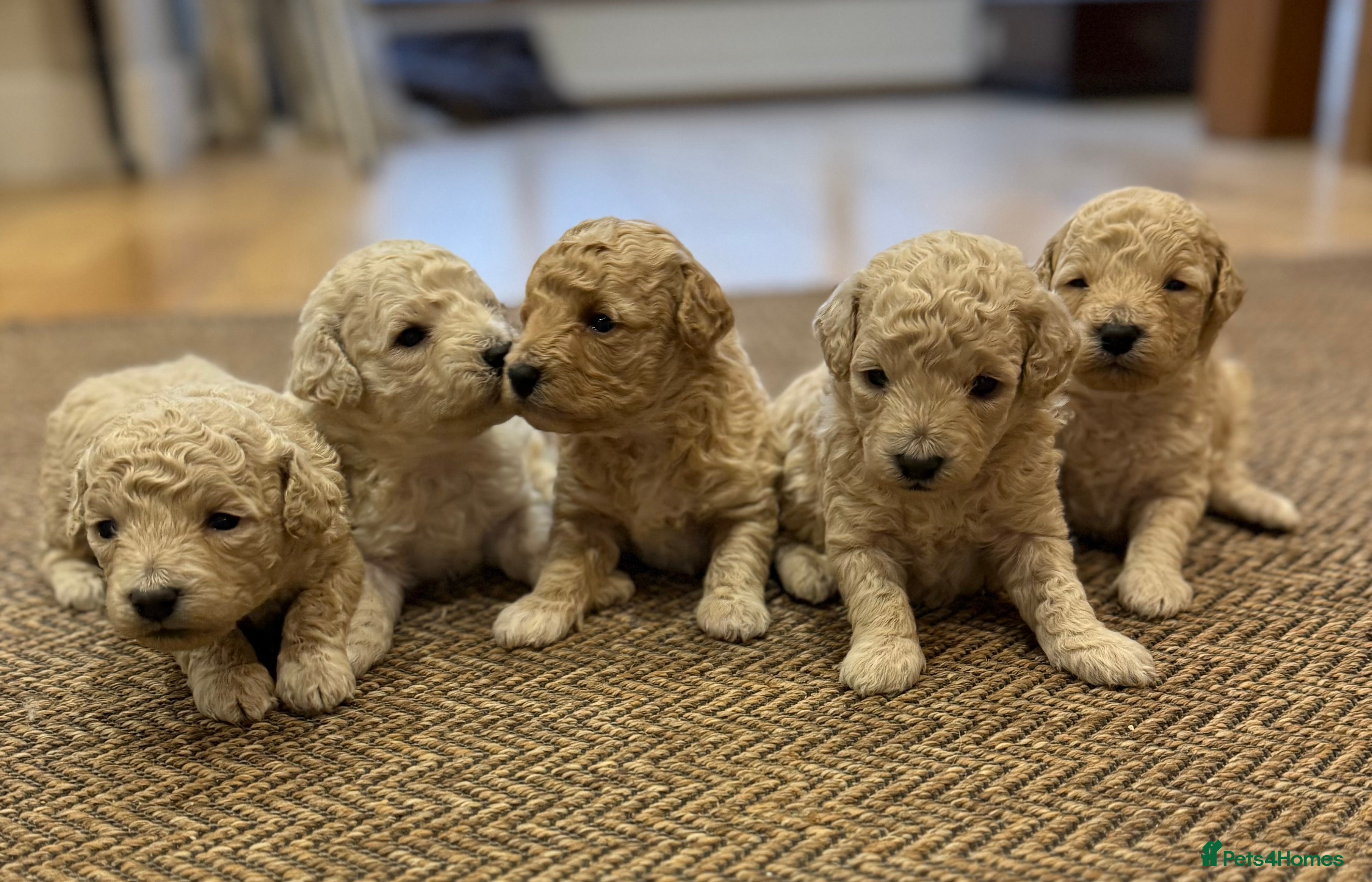 Poochon dogs POOPOOCHONS!  - Advert 1