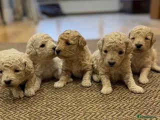 Poochon dogs POOPOOCHONS! - Advert 1