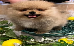 Pomeranian dogs for sale: Pomeranian show quality boy - Image 11