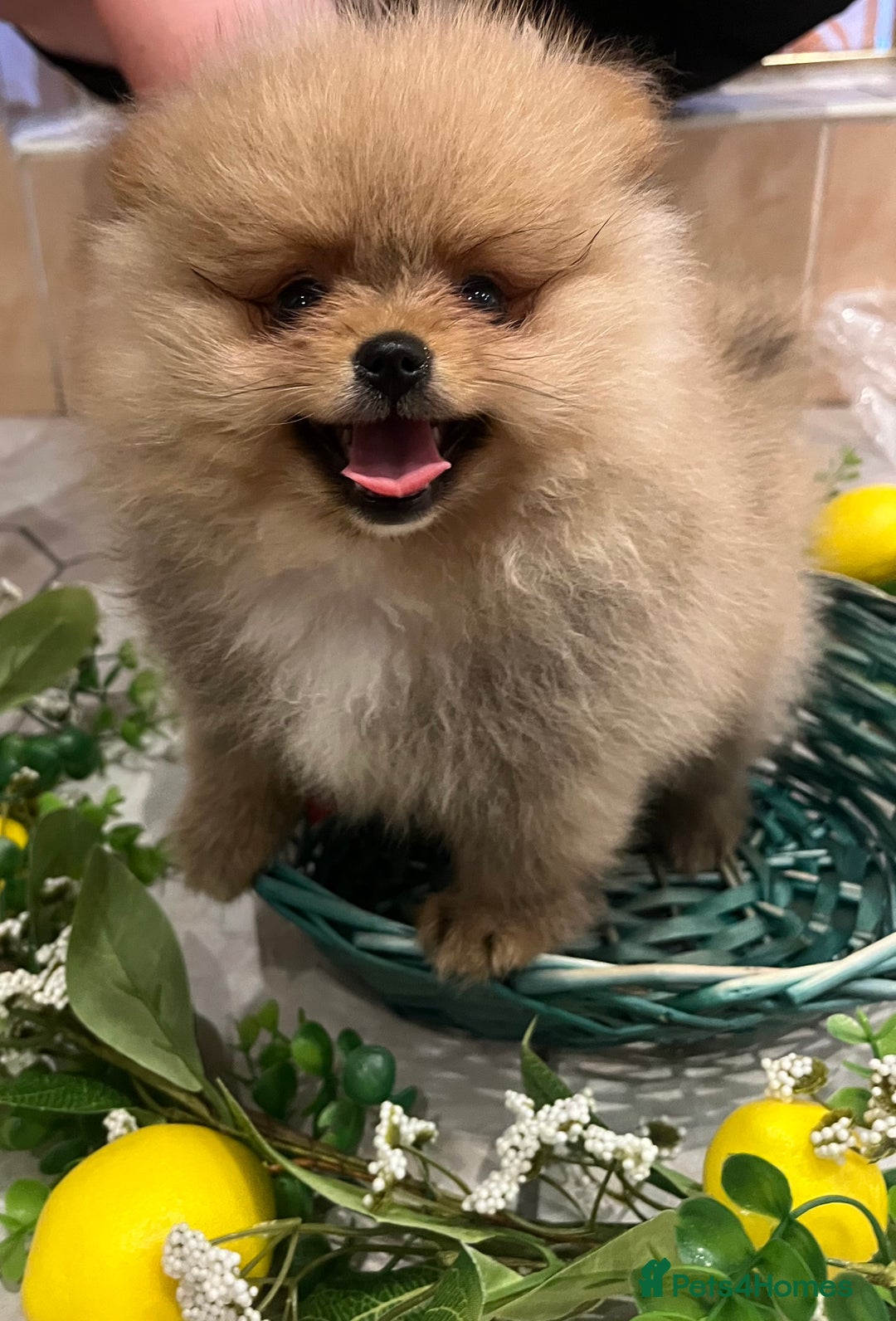 Pomeranian dogs for sale: Pomeranian show quality boy - Image 11