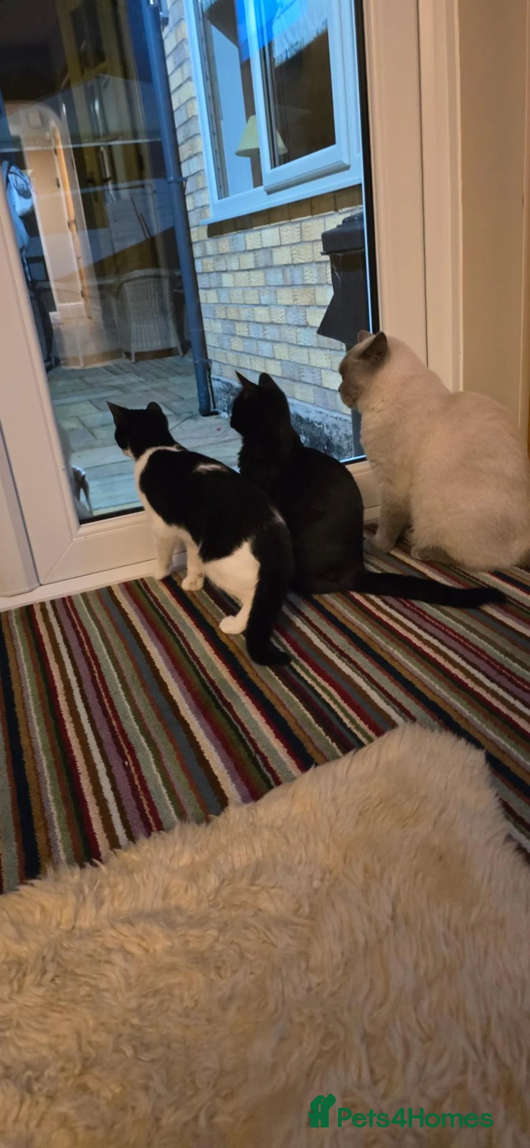 Mixed Breed cats for sale: Half British shorthair kittens  - Advert 2