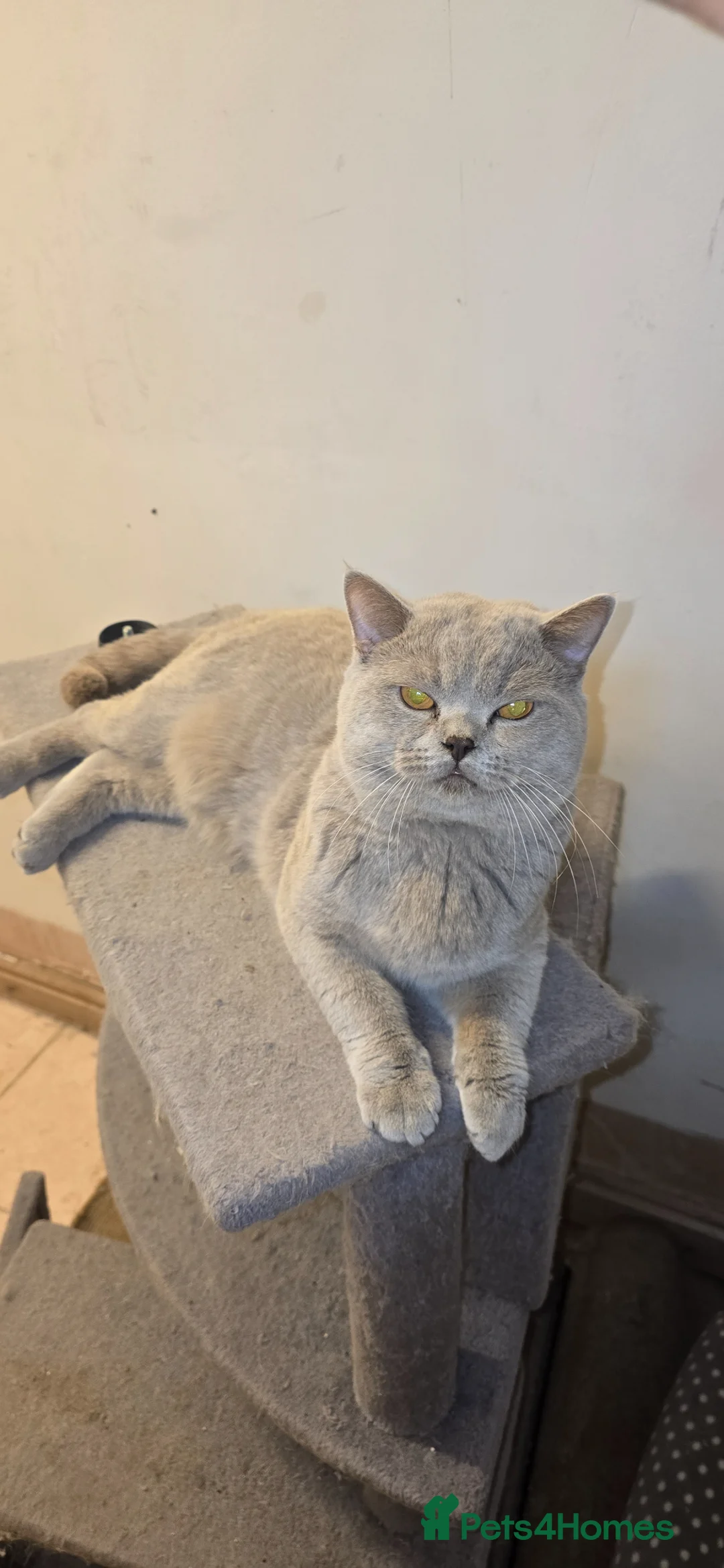 British Shorthair cats for stud: Mufasa  - Advert 2