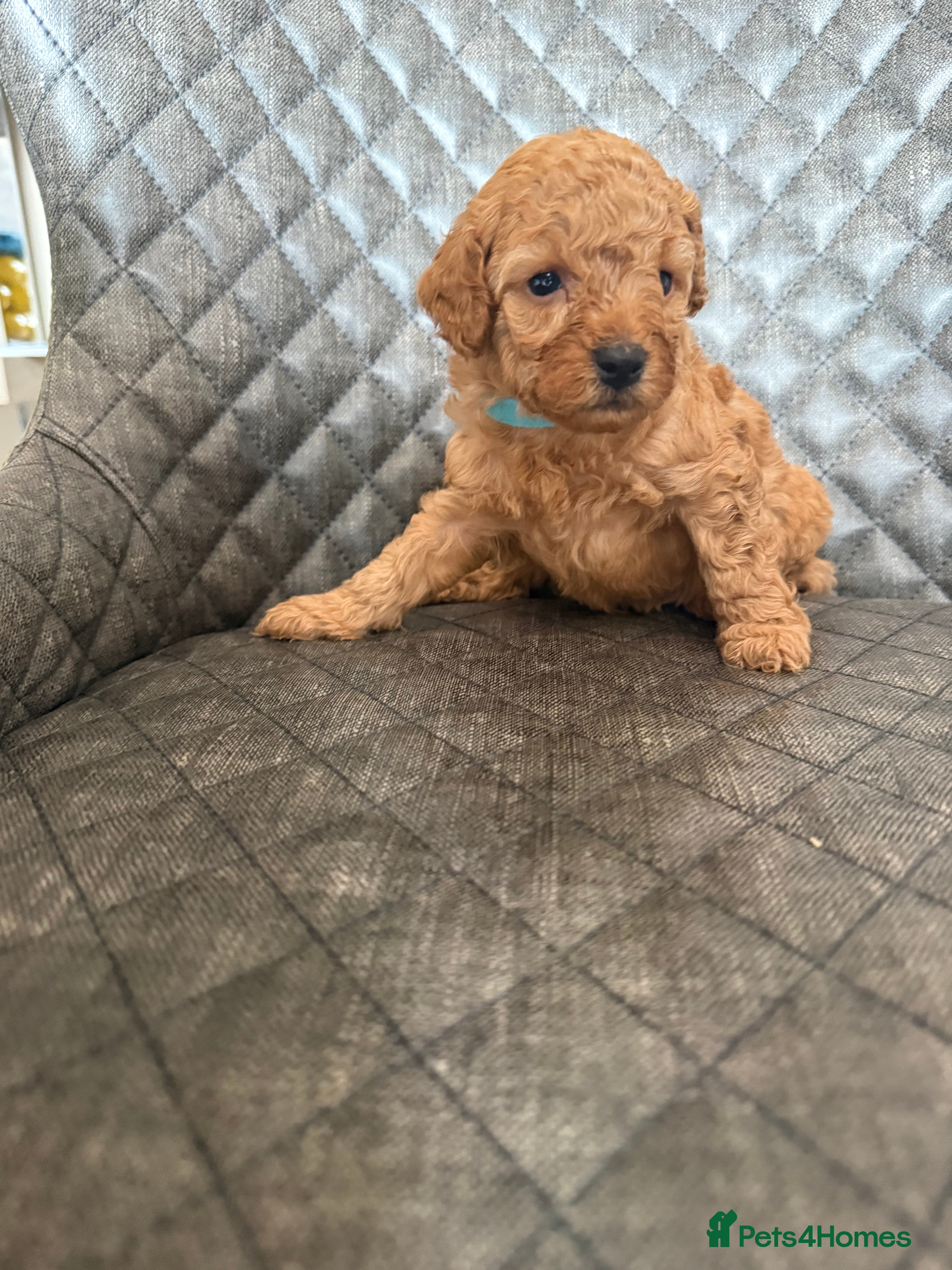 Toy Poodle dogs Adorable toy poodle’s pups  - Advert 2