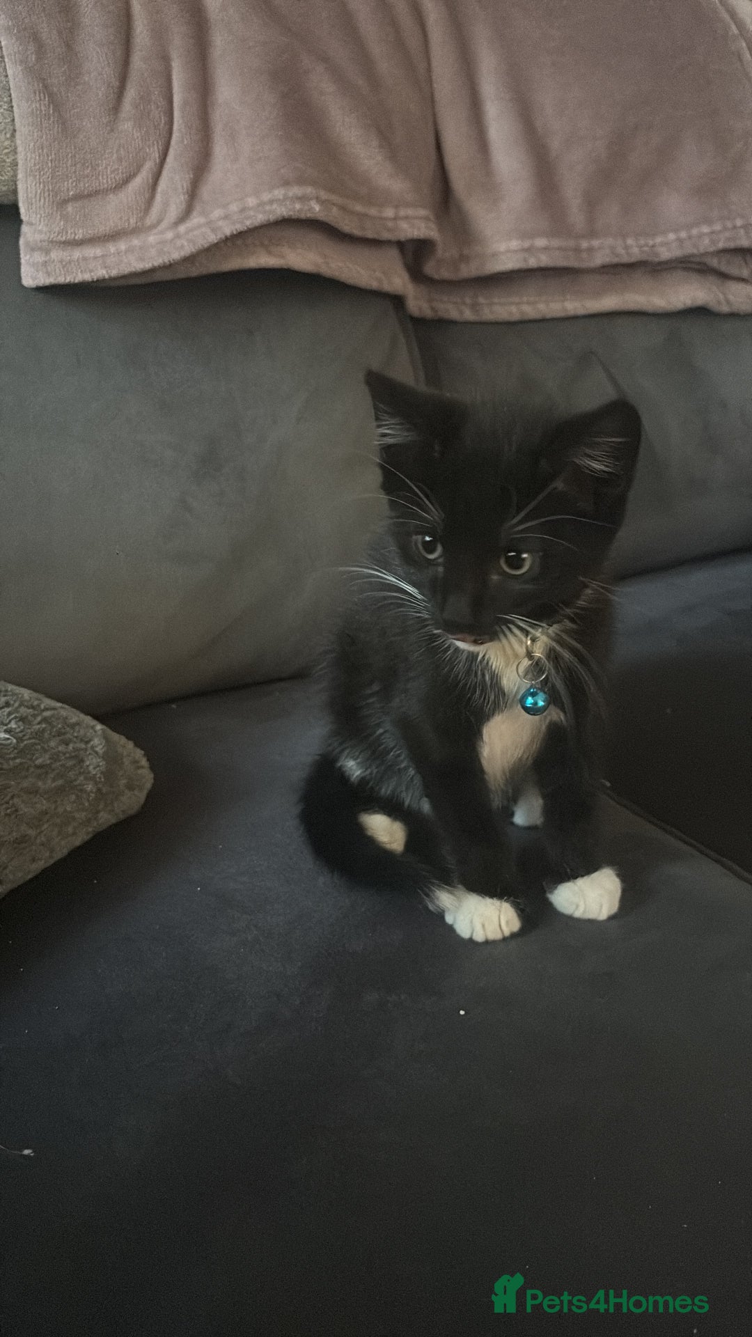 Mixed Breed cats for sale: 2 boys 1 girl  - Image 5