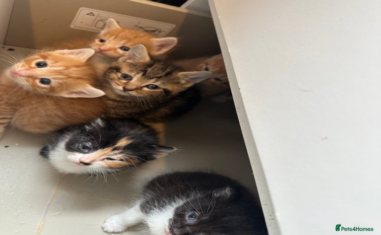 Mixed Breed cats - Advert 16