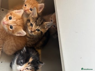 Mixed Breed cats - Advert 7