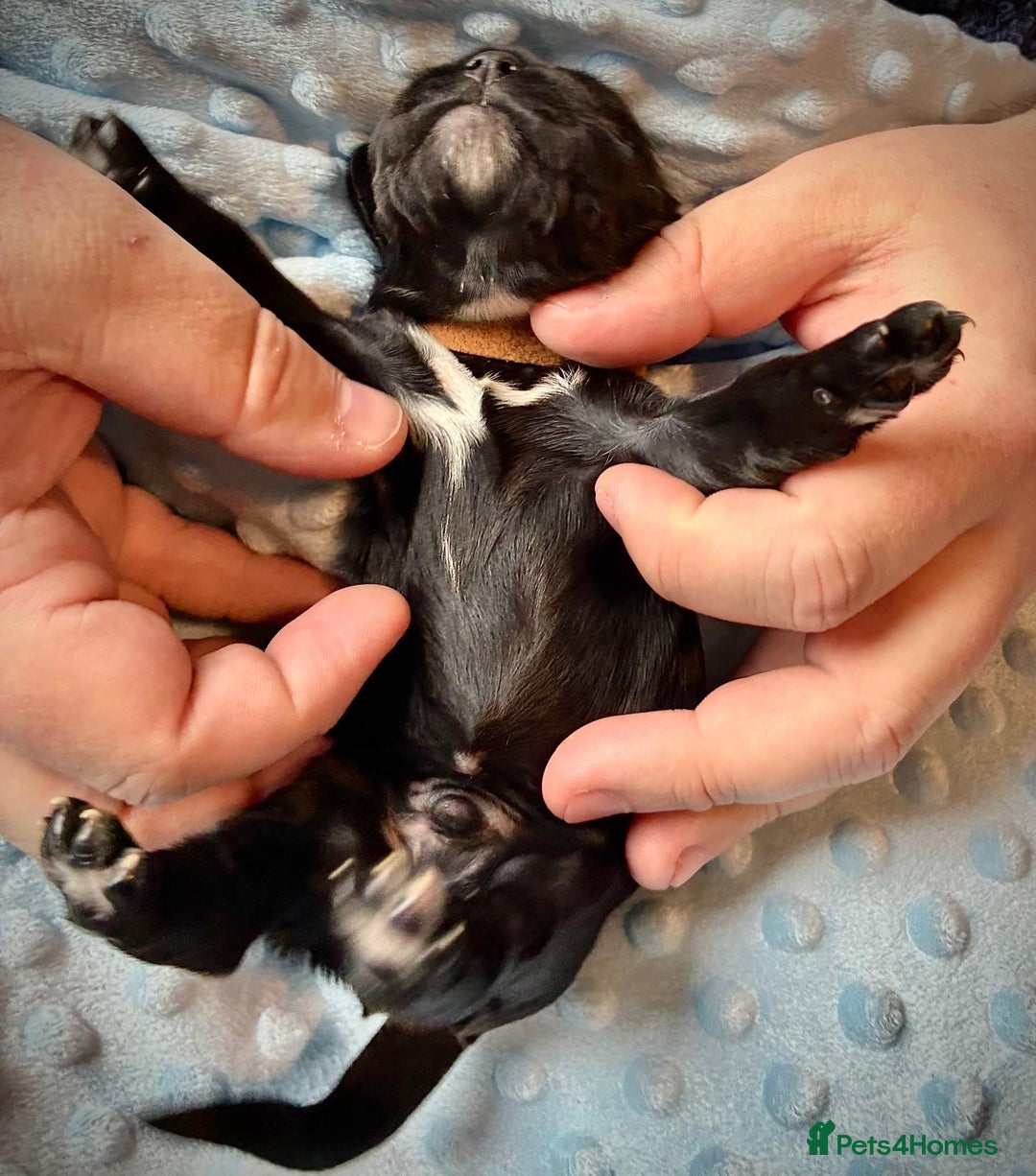 Sprocker dogs for sale: 9 gorgeous Sprocker pups - Image 13