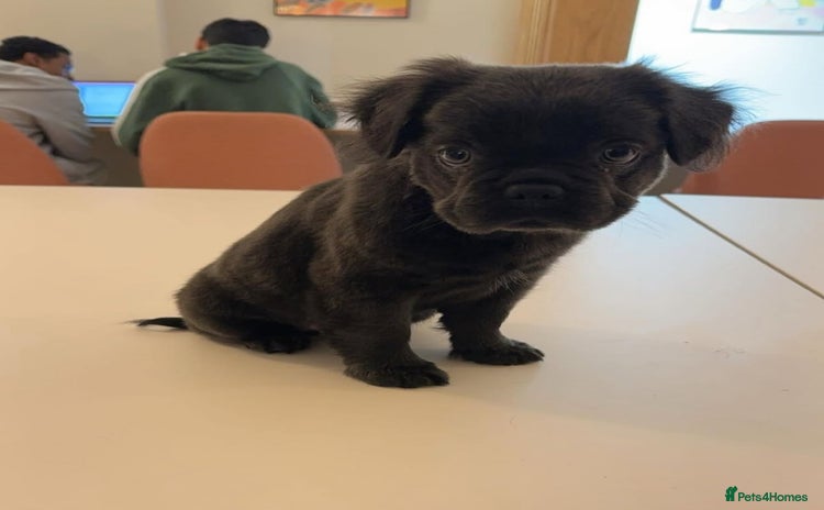 Frug dogs - Advert 1