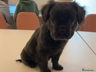 Frug dogs - Advert 9