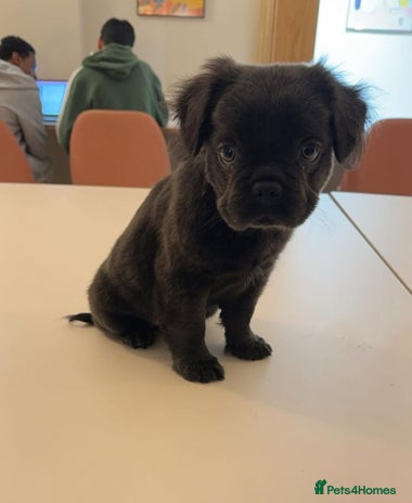 Frug dogs - Advert 7