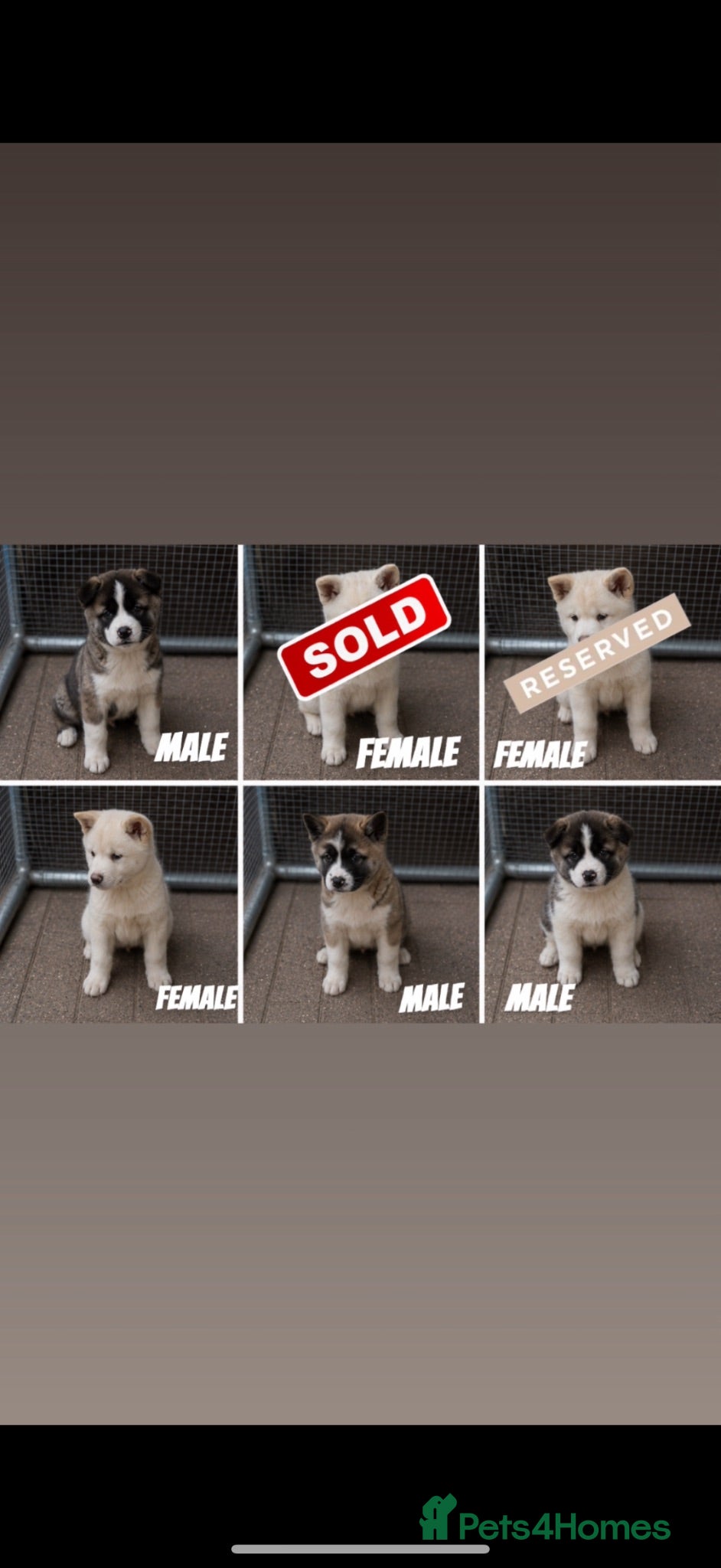 Akita dogs Beautiful Akita Puppies Looking for Forever Homes - Advert 16