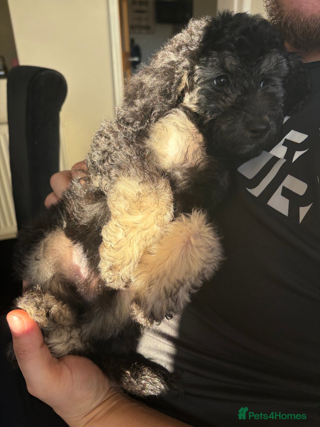 Miniature Poodle dogs for sale: 🐩🌈Miniature Merle poodle puppies 🌈🐶❤️ - Advert 11