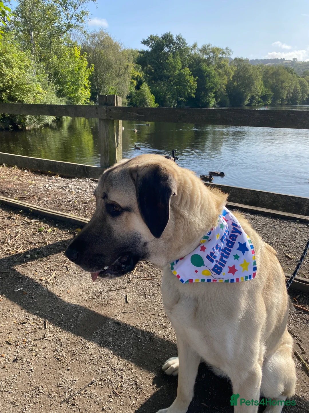 Turkish Kangal dogs for sale: Ghost Turkish kangal (she) - Advert 3