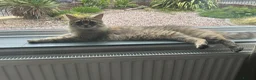 Mixed Breed cats for sale: Ariel & Coral 🧡💛 2 girls ready to leave  - Advert 15
