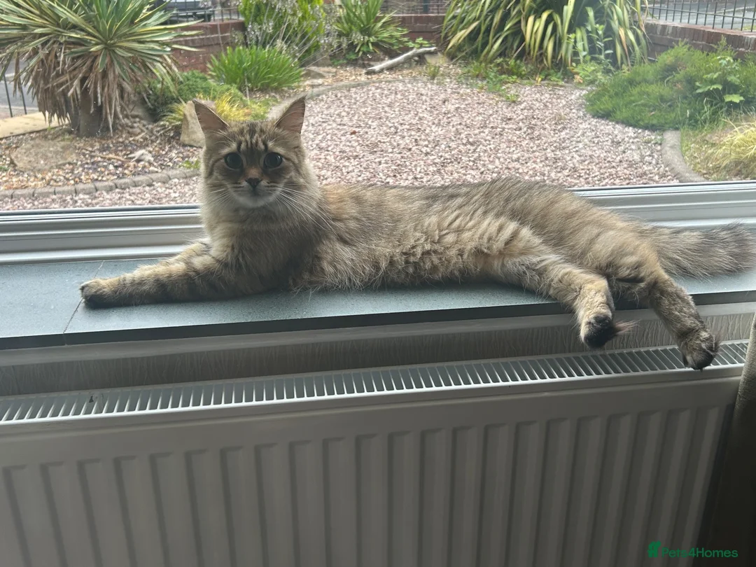Mixed Breed cats for sale: Ariel & Coral 🧡💛 2 girls ready to leave  - Advert 15