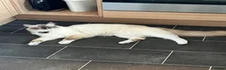 Ragdoll cats for sale: Ragdoll - Advert 9