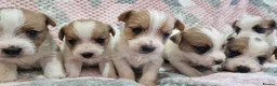 Jack Russell dogs for sale: KC reg Jack Russell pups, parents DNA health teste - Advert 20