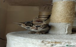 Bengal cats for sale: Stunning TICA Bengals - Image 7