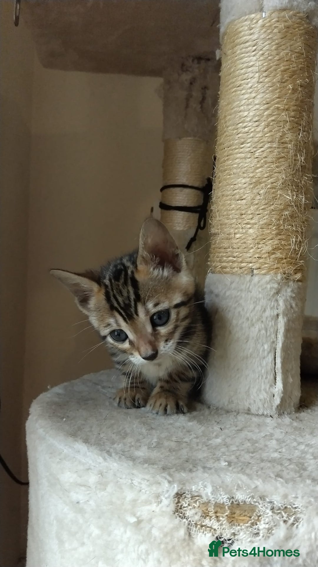Bengal cats for sale: Stunning TICA Bengals - Image 7