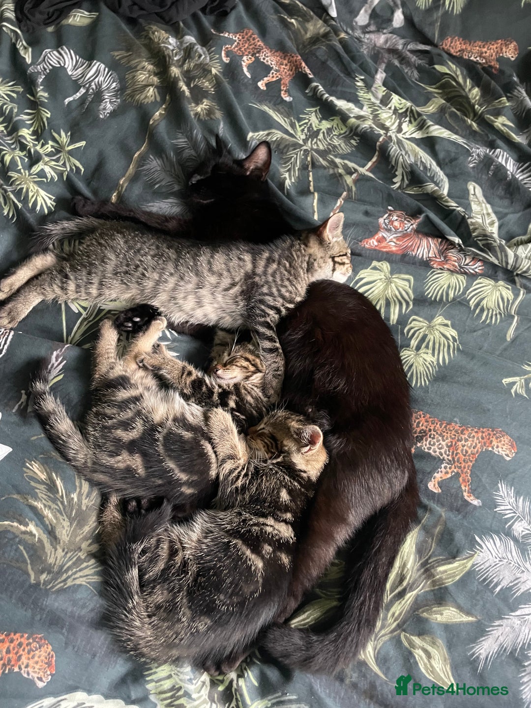 Mixed Breed cats for sale: 3 lovely natured, characterful tabby’s  - Image 3