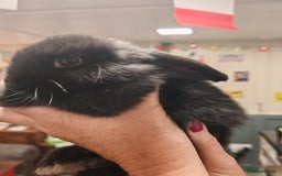 Mini Lop rabbits for sale: Pure Bred Mini Lops DOB 18/8/25 - Image 9