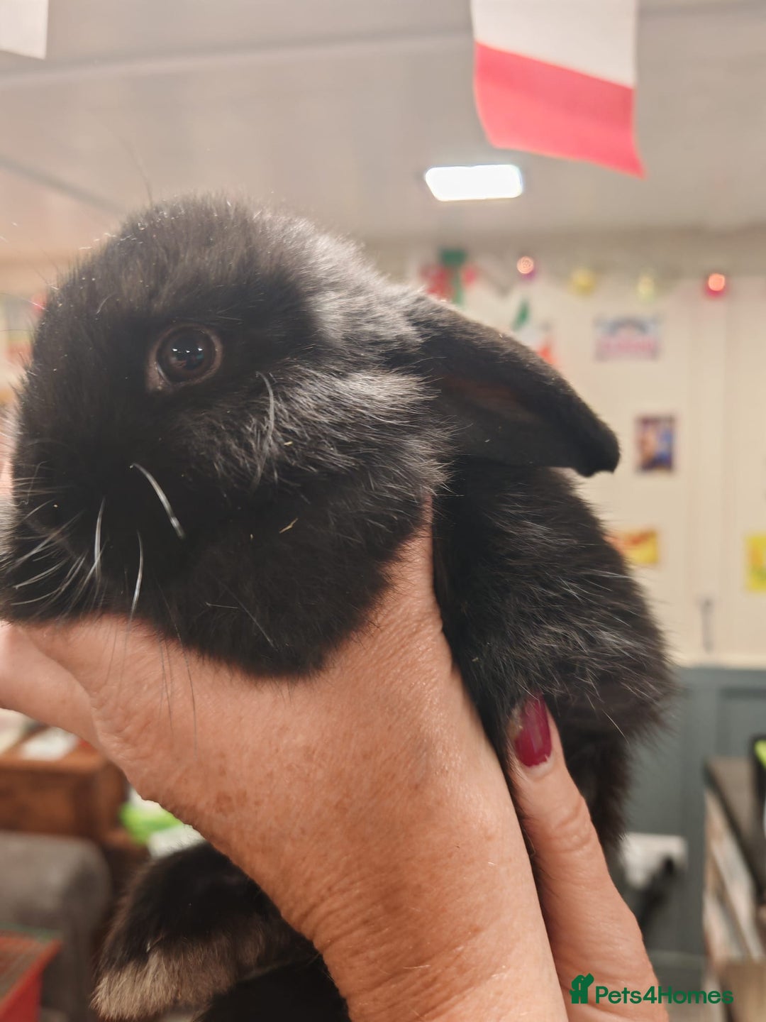 Mini Lop rabbits for sale: Pure Bred Mini Lops DOB 18/8/25 - Image 9