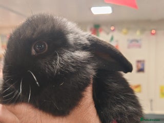 Mini Lop rabbits Pure Bred Mini Lop - Advert 3