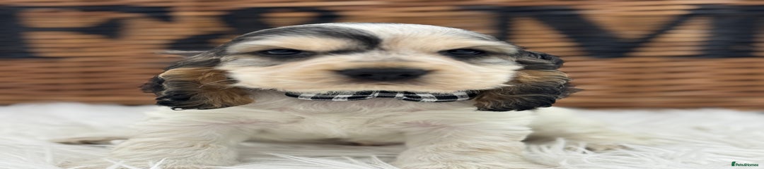 Cocker Spaniel Puppy 1