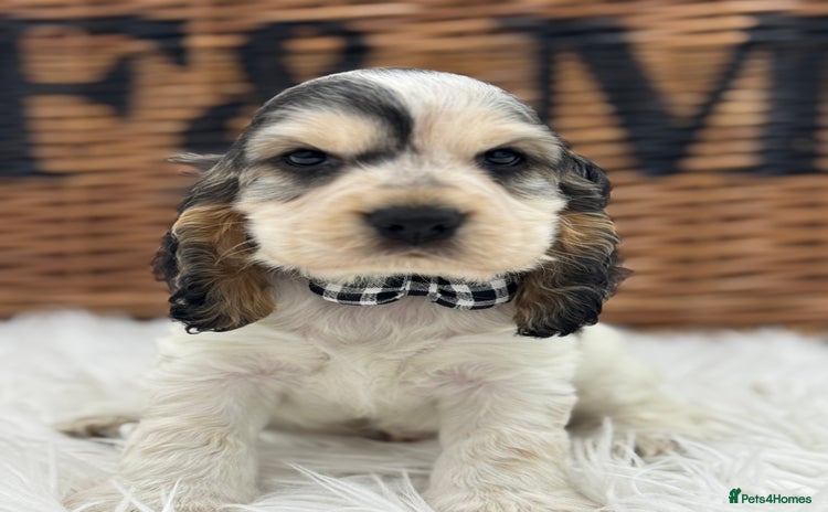 Cocker Spaniel dogs - Advert 4