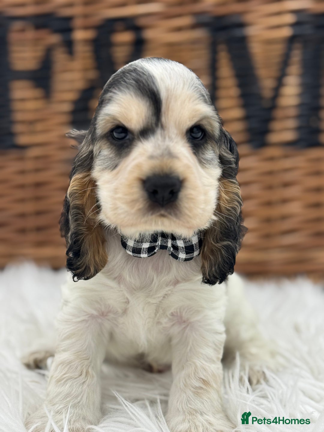 Cocker Spaniel dogs for sale: Health tested show cocker spaniels - Image 4