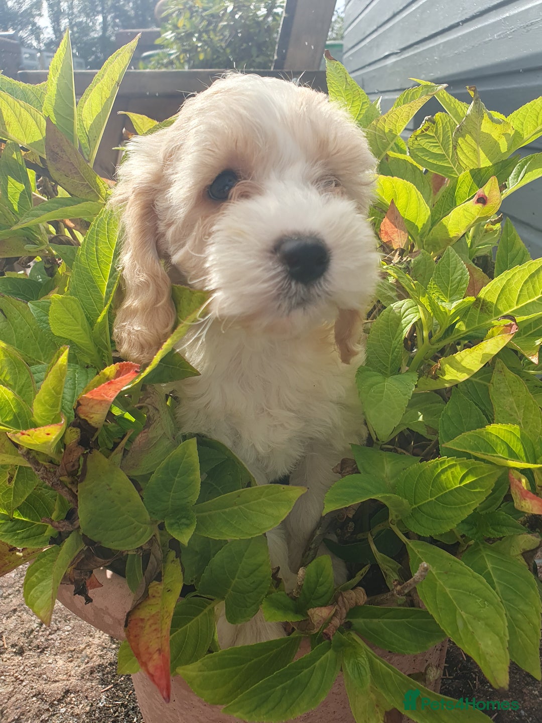 Cockapoo dogs for sale: cockapoo f1 puppies - Image 1