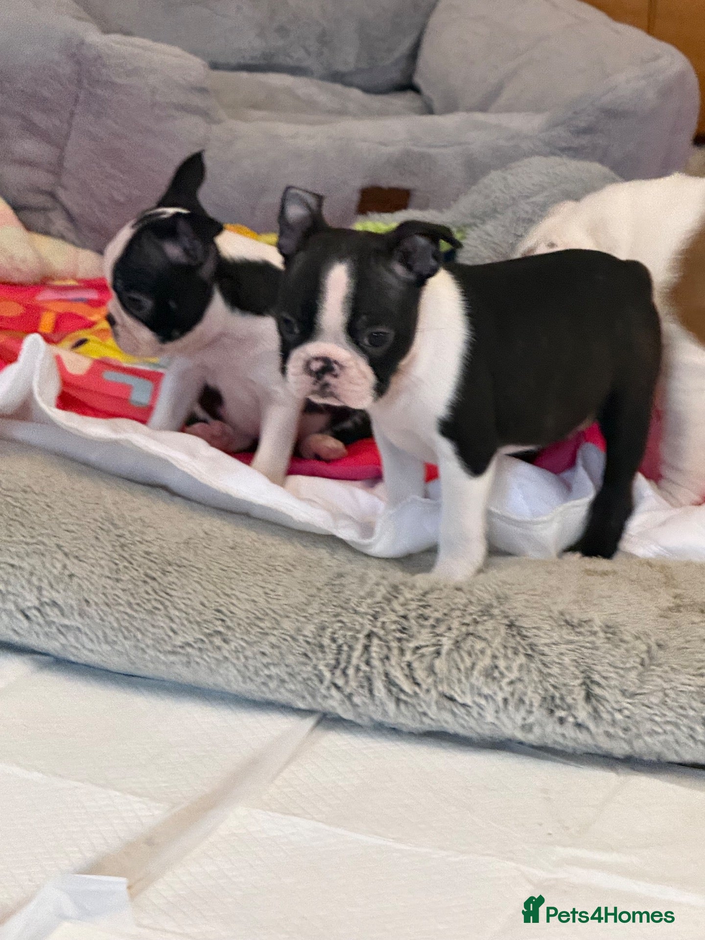 Boston Terrier dogs Stunning Boston Terrier Puppies  - Advert 1
