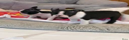 Boston Terrier dogs for sale: Stunning Boston Terrier Puppies  - Advert 5