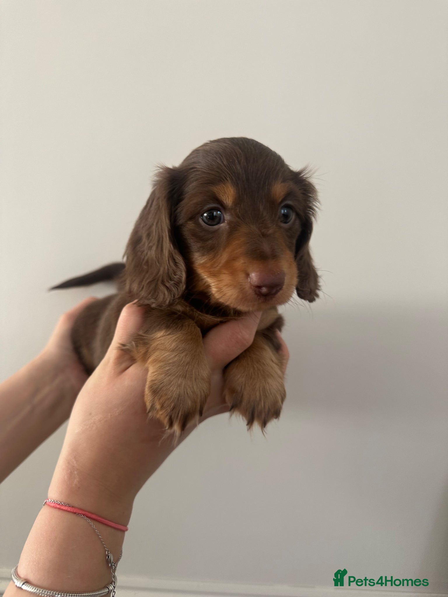Miniature Dachshund dogs Top quality long haired miniature dachshunds  - Advert 16