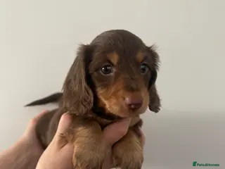 Miniature Dachshund dogs Top quality long haired miniature dachshunds - Advert 16