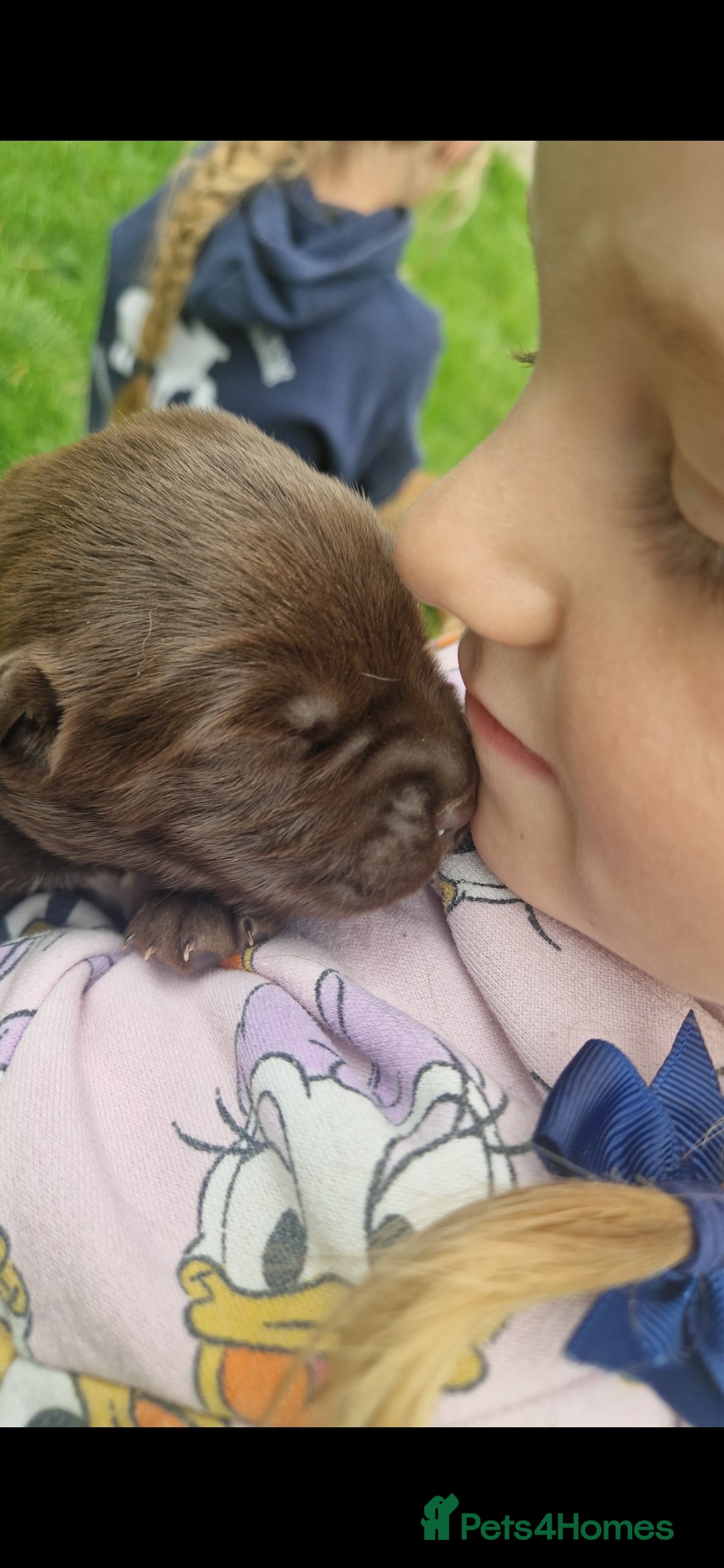 Mixed Breed dogs for sale: 2x labrador x Spaniel Puppies  - Image 2