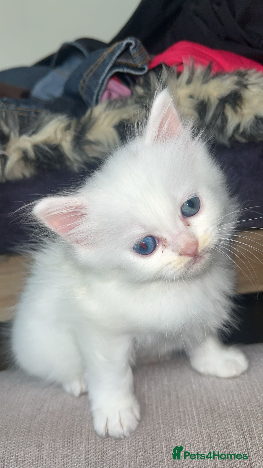 Ragdoll cats for sale: Rag doll mix female. - Image 3