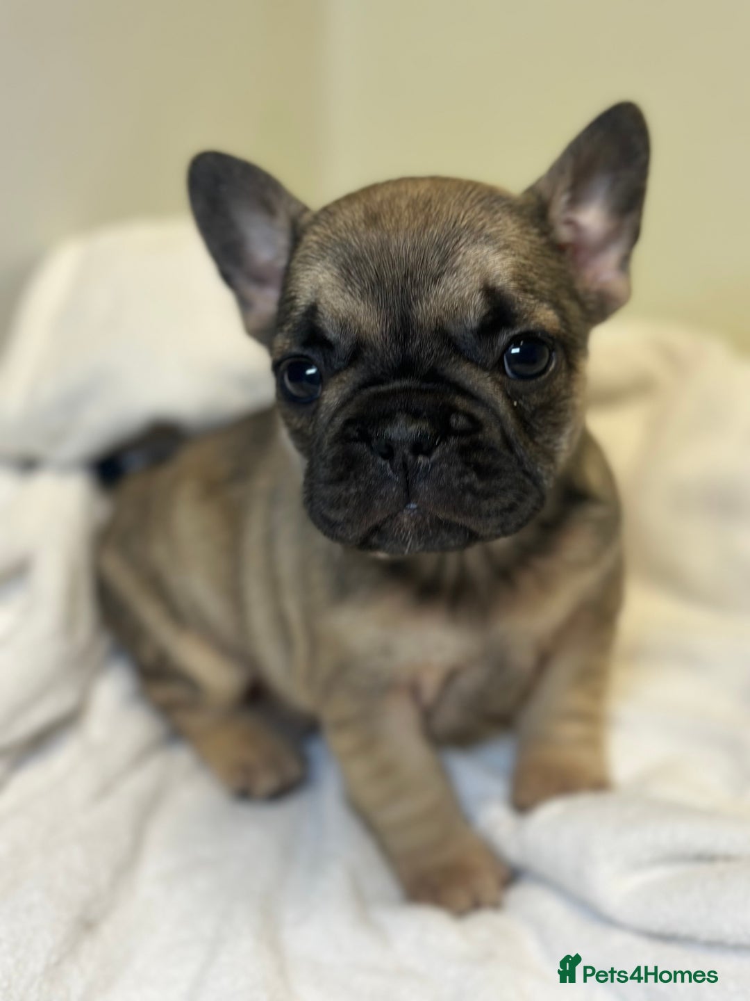 French Bulldog dogs for sale: KC Frenchies  - Advert 4