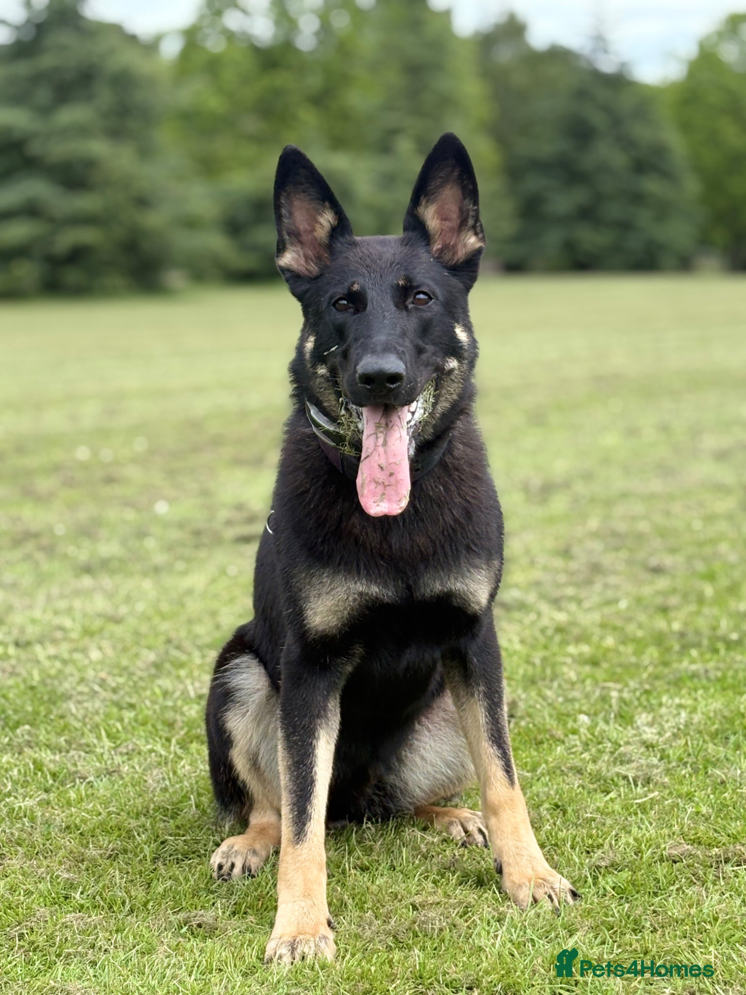 German Shepherd dogs Working Line German Shepherd For Sale - Advert 2