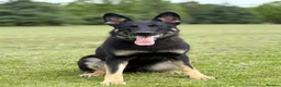 German Shepherd dogs for sale: Working Line German Shepherd For Sale in Ripley - Advert 1