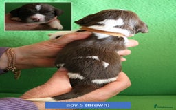 English Springer Spaniel dogs for sale: Health Tested English Springer Spaniel Puppies - Image 12