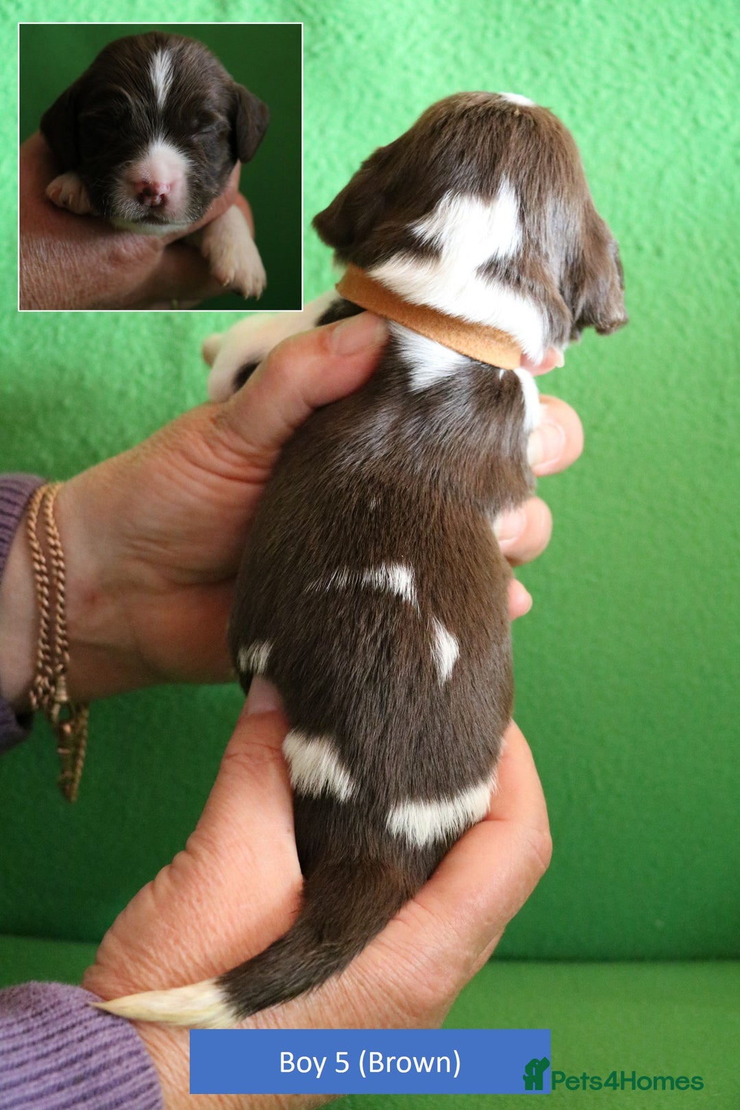 English Springer Spaniel dogs for sale: Health Tested English Springer Spaniel Puppies - Image 12