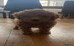 Toy Poodle dogs for sale: Gorgeous KC Toy Poodles  - Image 6