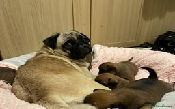 Mixed Breed dogs for sale: Puffin Puppies - Advert 11