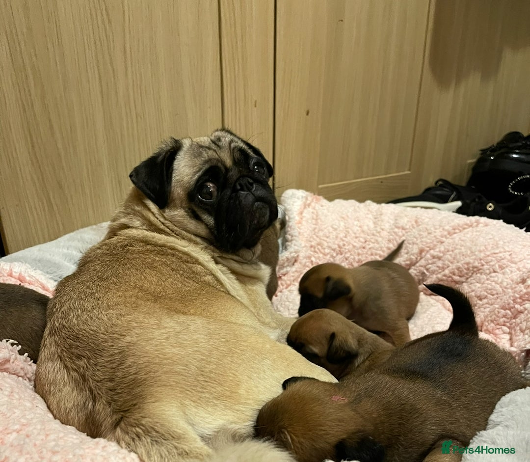 Mixed Breed dogs for sale: Puffin Puppies - Advert 11