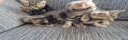 Mixed Breed cats for sale: Kittens ready to go in Birmingham - Advert 11