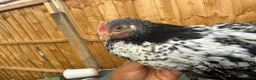 Chickens poultry for sale: Selection of Pekin Bantam and mixed breed chickens - Advert 9