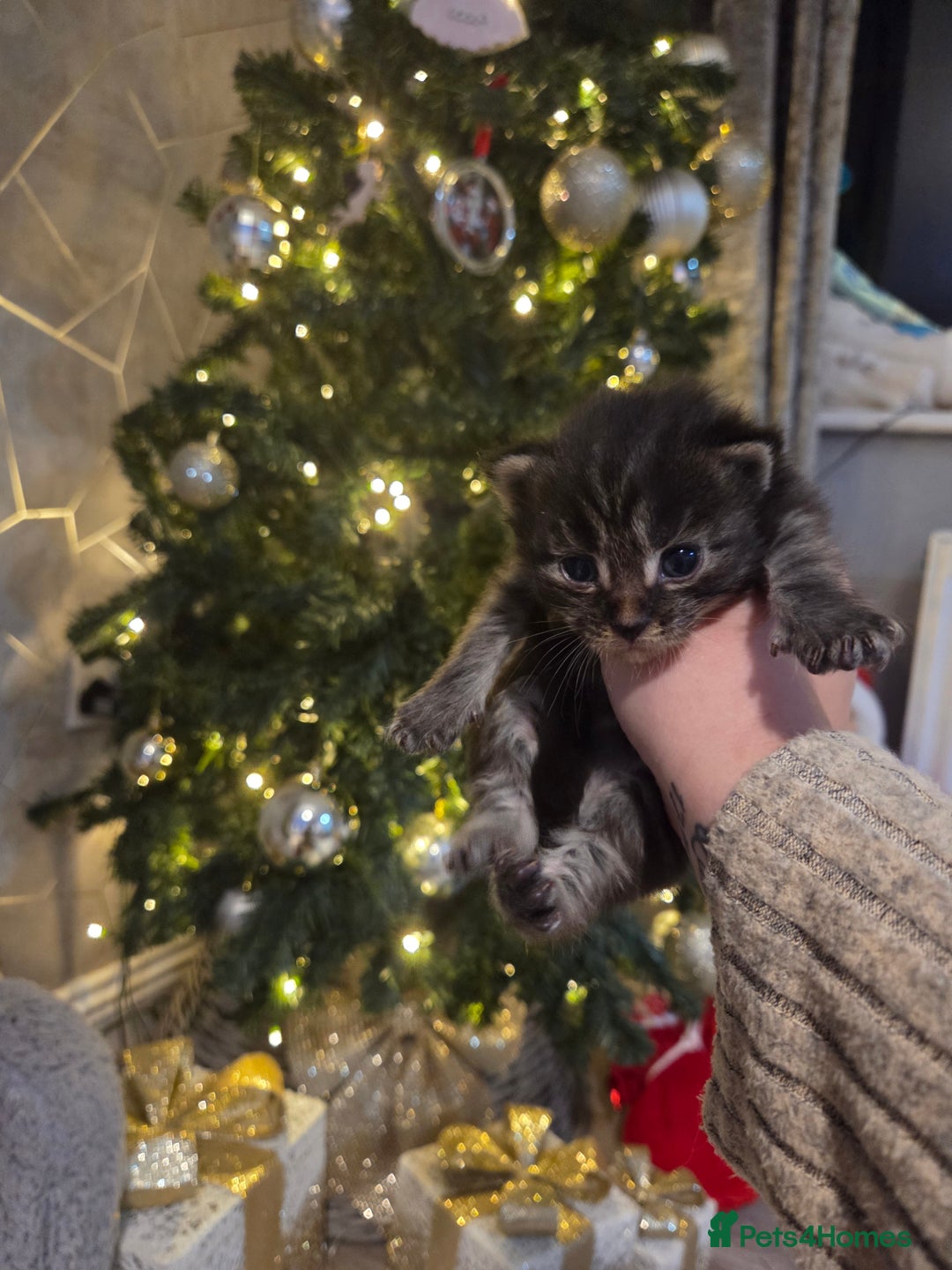 Maine Coon cats for sale: TICA registered MaineCoons 😸  - Advert 17