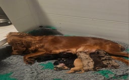 Cockapoo dogs for sale: The best cockapoos - Image 24