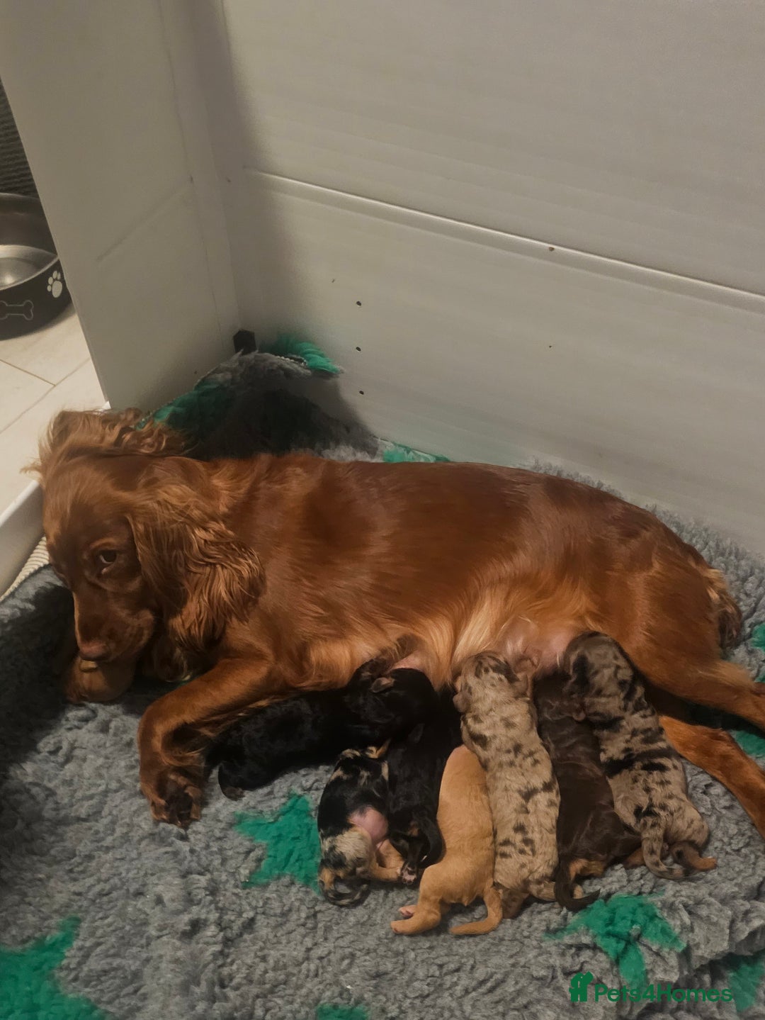 Cockapoo dogs for sale: The best cockapoos - Image 24